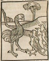Strauß und Rabe (Druck 1490, 53v)