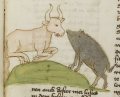 Ochse und Schwein (MS 653, 174r)