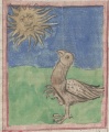 Adler und Sonne (Cgm 6902, 2v)