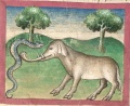 Viper und Elefant (Cgm 254, 77r)