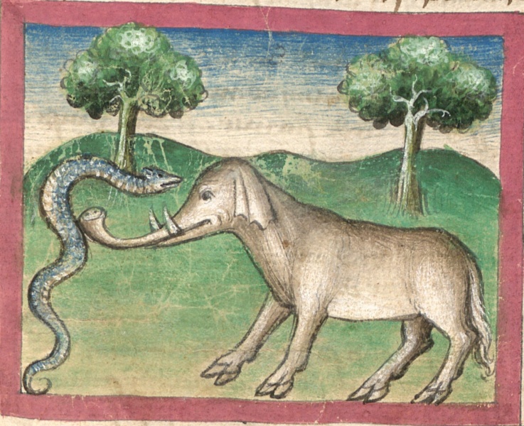 Datei:Viper und Elefant (Cgm 254, 77r).jpg