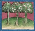 Rose, Lilien und Feigenbaum (Cgm 254, 76v)