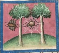 Biene und Spinne (Cgm 254, 63r)