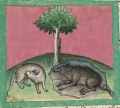 Katze und Schwein (Cgm 254, 70v)