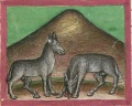 Maulpferd und Maulesel (Cgm 254, 39r)