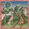 Fuchs und Affe I (Cgm 254, 7v)