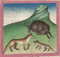 Fuchs, Wiesel und Schwein (Cgm 254, 72v)