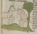 Pferd und Ochse (MS 653, 175r)