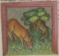 Ochse und Wolf II (MS Egerton 1121, 124r)