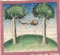 Spinne und Seidenwurm (Cgm 254, 65r)