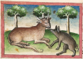 Ochse und Schwein (Cgm 254, 9v)