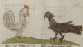 Hahn und Rabe (MS 653, 231r)