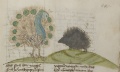 Pfau und Igel (MS 653, 222r)