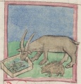Bock und Igel (Cgm 9602, 28v)