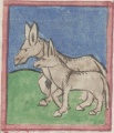 Maulpferd und Maulesel (Cgm 9602, 45v)