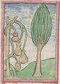 Kürbis und Palme (Cgm 9602, 73r)