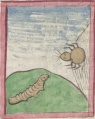 Spinne und Seidenwurm (Cgm 9602, 78r)