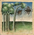 Spinne und Fliege (Cgm 254, 5v)