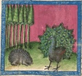 Pfau und Igel (Cgm 254, 40v)