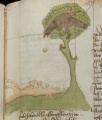 Scheintoter Fuchs und Rabe (MS 653, 167r)