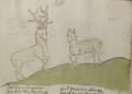 Bär, Fuchs und Hirschkuh (MS 653, 210r)