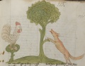 Fuchs und Hahn (MS 653, 215r)