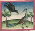 Pfau und Rabe (Cgm 254, 44r)