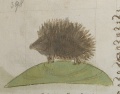 Bock und Igel (MS 653, 198v)