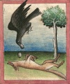 Scheintoter Fuchs und Rabe (Cgm 254, 5r)