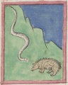 Igel und Natter (Cgm 9602, 17v)