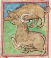 Ochse und Schwein (Cgm 9602, 10v)