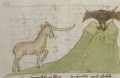 Einhorn und Rabe (MS 653, 218v)