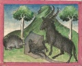 Bock und Igel (Cgm 254, 24v)