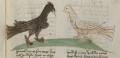 Rabe und Taube I (MS 653, 185r)