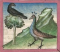 Rabe und Pfau (Cgm 254, 54r)