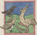 Strauß und Rabe (Cgm 9602, 48r)